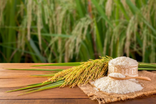 Tips Menjaga Kualitas Beras Premium: Solusi Nutrisi untuk Keluarga